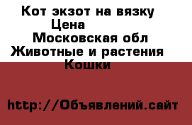 Кот экзот на вязку › Цена ­ 5 000 - Московская обл. Животные и растения » Кошки   
